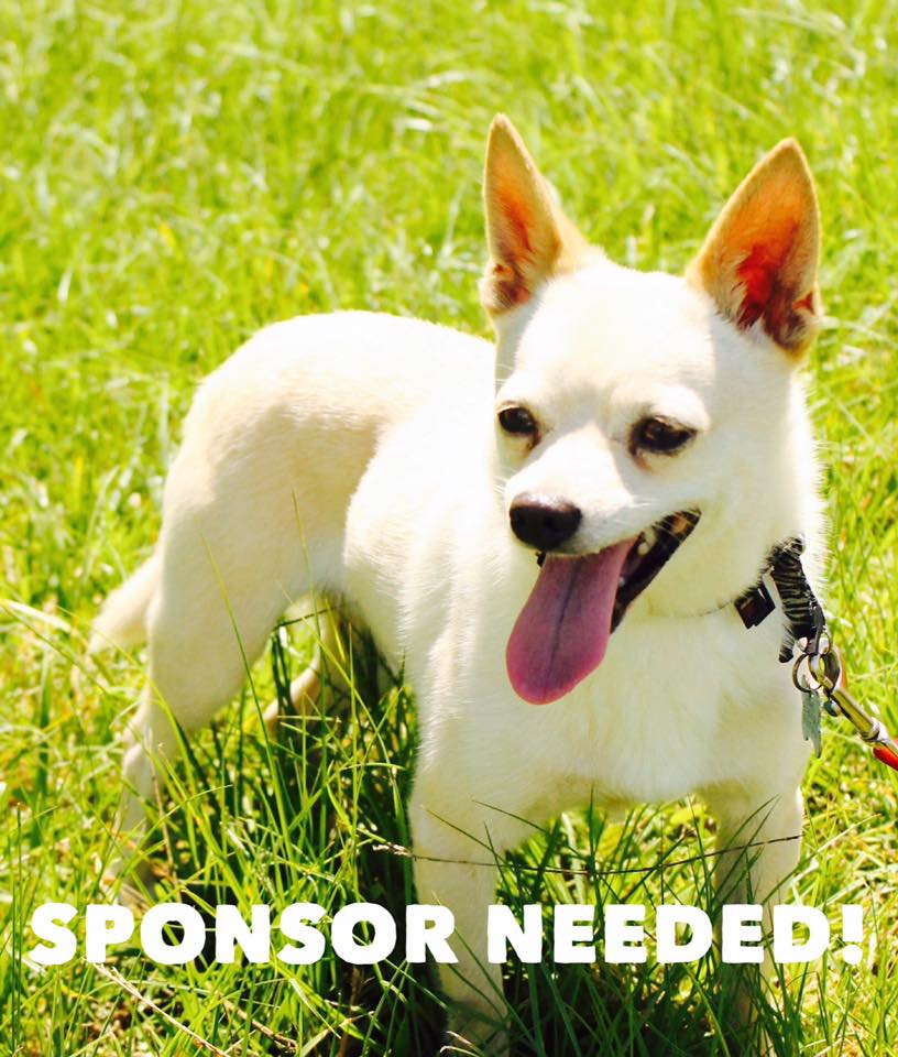 911 Restoration Helps Madison ARK Animal Rescue