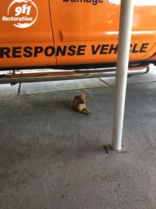 911 Restoration Puppy at the Central Mississippi Office