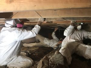 Mold Experts Eradicating An Infestation In An Attic