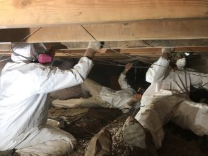 Technicians Collecting Mold Samples for Testing Purposes