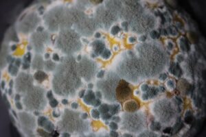 close-up of mold infestation